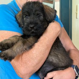 Lucien - Pepper and salt male Giant Schnauzer puppy in Goodrich, Texas from Silver Creek Giant Schnauzers