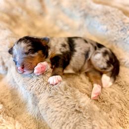 Princess Peach- pink collar female - Merle female Bernedoodle puppy in Salt Lake County, Utah from Coco Avenue Pups