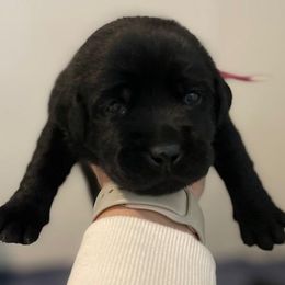 Girl 1 - Black female Labrador Retriever puppy in Hutto, Texas from Texas Bluebonnet Labs