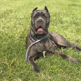 Blitz - Gray brindle male Cane Corso puppy in Sandia, Texas from OneTime Cane Corso