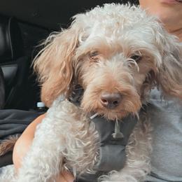 Charlie Brown - Brown male Schnoodle puppy in Timmonsville, South Carolina from For the LOVE of Poodles, Doodles and Sheepdogs