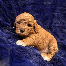 Sasha - Red  female Goldendoodle puppy in Bucyrus, Missouri from Hill Top Pomskies