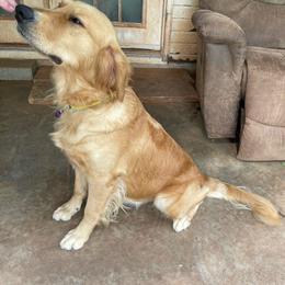 Ma Rya - Golden Retriever