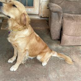 Ma Rya - Golden Retriever