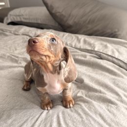 Benji - Dapple male Dachshund puppy in Victorville, California from Wirz’s Weenies