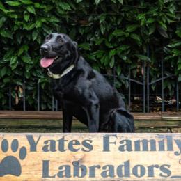 Comet - Labrador Retriever