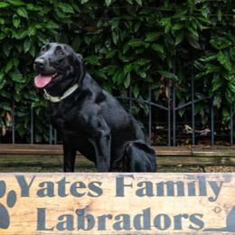 Comet - Labrador Retriever