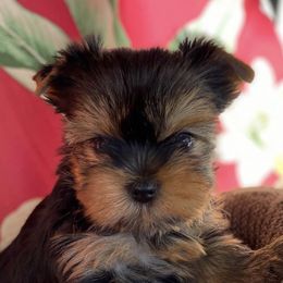 Chinese Cresteds and Yorkshire Terriers from Heartesha