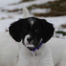 Vexie - Blue belton and tan (tri-color) female English Setter puppy in Tiskilwa, Illinois from First Harmony Farms