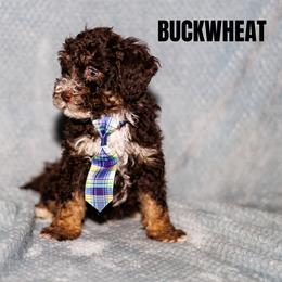 Buckwheat - Brown male Bernedoodle puppy in Gilbert, Arizona from Safe Havynn Doodles
