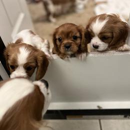 Cavalier King Charles Spaniel Puppies from Stargazer Cavaliers