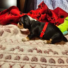 Dachshund Puppies from Randal Hunke