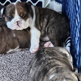 Bulldog Puppies from Magill's Bulldogs