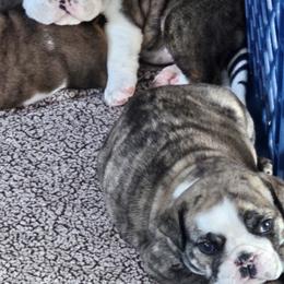 Bulldog Puppies from Magill's Bulldogs