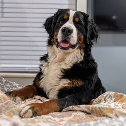 Norah - Bernedoodle