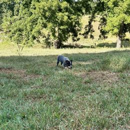 Girl 2 - Blue mottled female Australian Cattle Dog puppy in Carthage, Missouri from MO Morningstar Heelers