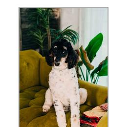 Delilah - Parti female Poodle puppy in Farley, Iowa from Iowa's Doodle Co.