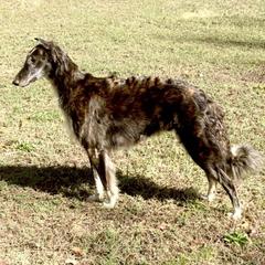 Brûlée - Borzoi