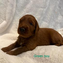 Kala ( Green collar boy) - Red  male Goldendoodle puppy in Phelan, California from High Desert Doodles - the original