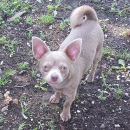 Gypsy - Chihuahua