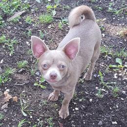 Gypsy - Chihuahua