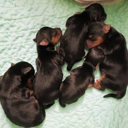 Buttercup - Black and tan female Yorkshire Terrier puppy in New Holland, Pennsylvania from Ellie's Cute as a Button Yorkies