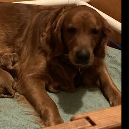 Girl 2 - Golden Retriever puppy in Sacramento Area, California from Gold Country Golden Retrievers
