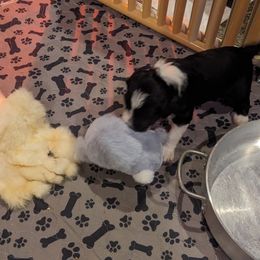 Portuguese Water Dog Puppies from Hat Trick Caos PWDs