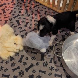 Portuguese Water Dog Puppies from Hat Trick Caos PWDs