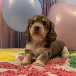 Ariel (now Fallyn)-Reserved - Chocolate and cream female Dachshund puppy in Dothan, Alabama from Hot Diggity Doxies of Dothan