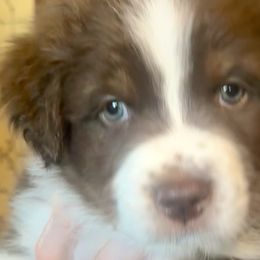 Paul McCartney - Red & white Australian Shepherd puppy in Allenton, Wisconsin from Jump Jivin Aussies