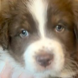 Paul McCartney - Red & white Australian Shepherd puppy in Allenton, Wisconsin from Jump Jivin Aussies