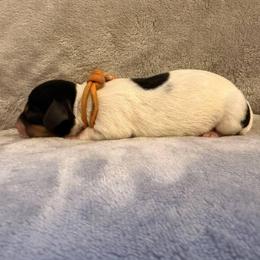 Puppy 5 - Black and tan female Dachshund puppy in Riverside, California from Saddle Up Dachshunds