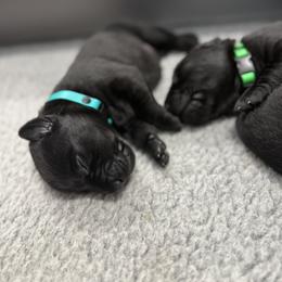 Teal - Black female Labrador Retriever puppy in Derby, Kansas from Wheatland Retrievers
