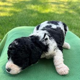 Mr. Black - Black and white male Aussiedoodle puppy in Williamsburg, Iowa from Terry Lynn's Aussiedoodles/Blue Dog Ranch