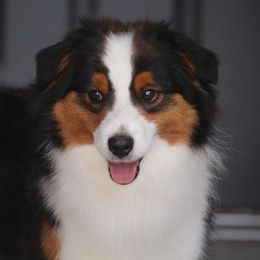 Milo - Miniature Australian Shepherd