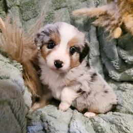 Marshmallow - Blue merle male Miniature Australian Shepherd puppy in Harker Heights, Texas from Comfy Cozy Kennel