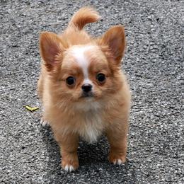 Red an white - Red and white male Chihuahua puppy in Marcy, New York from Dralion Chihuahuas