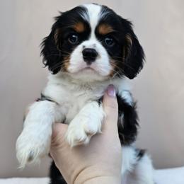 AKC Sirius - Tri-color male Cavalier King Charles Spaniel puppy in Bonney Lake, Washington from House of Happy Cavaliers