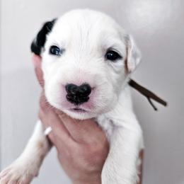 Brown - White and black male Dalmatian puppy in Gray, Georgia from Fuller Spots