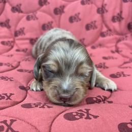 Rusty - Dapple male Dachshund puppy in Browns Valley, California from Hidden Oaks Dachshunds