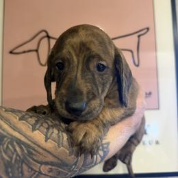 Orange - Brindle male Dachshund puppy in Orange, California from Harper’s Happy Weens