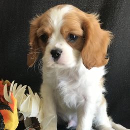 Cavalier King Charles Spaniel Puppies from Christina’s Cavaliers