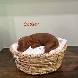 Cedar - Red male Cavapoo puppy in Spanish Fork, Utah from Poseydoodle