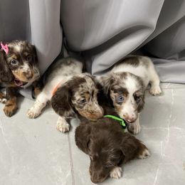Dachshund Puppies from Dreaming of Dachshunds