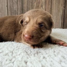 Liver female - Liver female German Shepherd puppy in Lebanon County, Pennsylvania from Regalimage