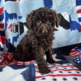 Mufasa - Brown male Poodle puppy in Mayville, Michigan from Kathy Maize