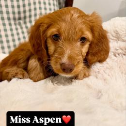 Aspen - Red  female Goldendoodle puppy in Belgrade, Montana from Best Friend Doodles