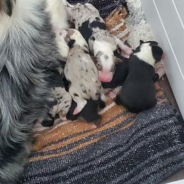 Australian Shepherd Puppies from Esprit De Corps Aussies