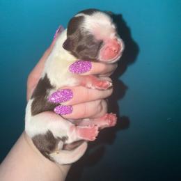 Chocolate Parti - Liver and white male Shih Tzu puppy in Albany, New York from Precious Shihpoo’s and Luxurious Shih Tzu’s